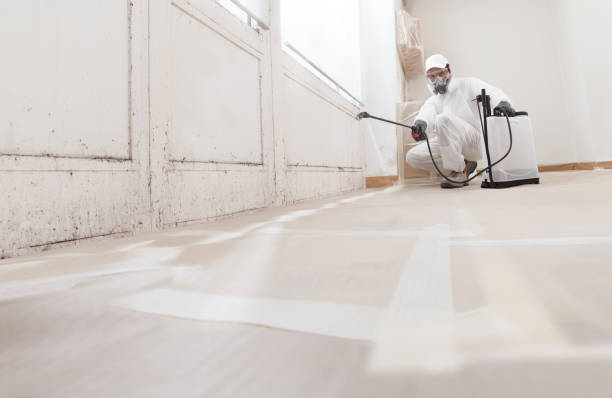 Black mold remediation team in Poplar Branch